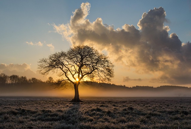 tree-service-640x480-81639568.jpeg