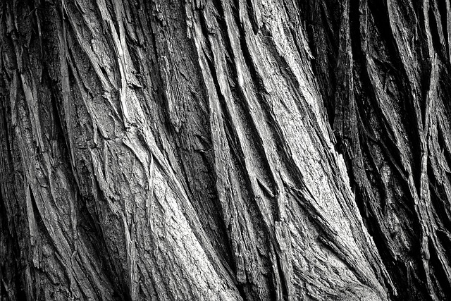 tree-service-640x480-83227868.jpeg