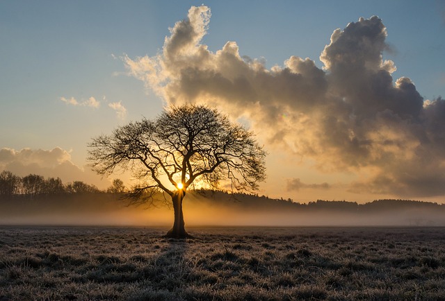 tree-service-640x480-84332075.jpeg