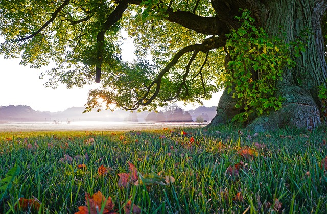 tree-service-640x480-86769997.jpeg