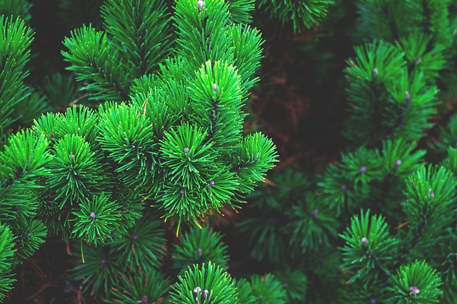 tree-service-640x480-89694031.jpeg