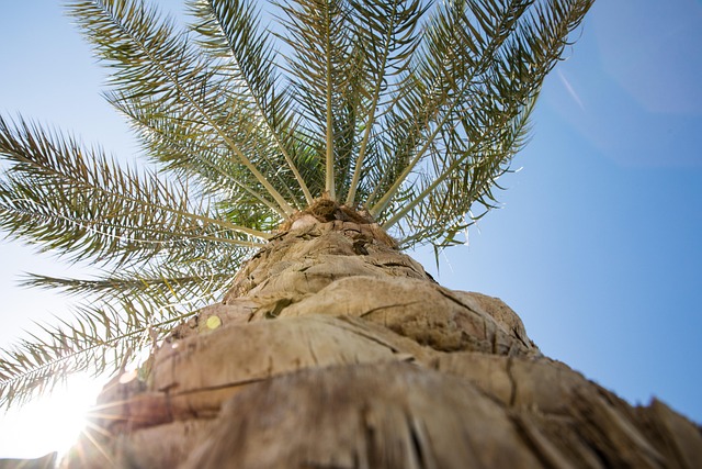 tree-service-640x480-90115943.jpeg