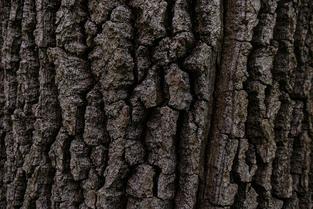tree-service-640x480-96647493.jpeg