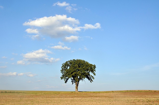 tree-service-640x480-97022337.jpeg