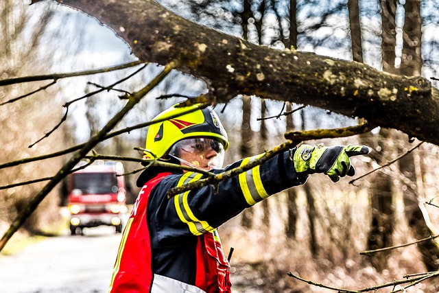 tree-service-640x480-97199253.jpeg