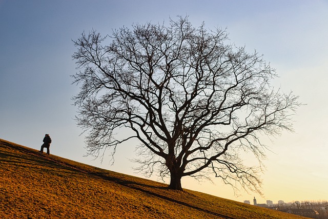 tree-service-640x480-97373384.jpeg