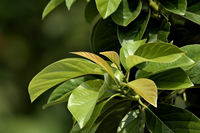 tree-service-640x480-97389714.jpeg