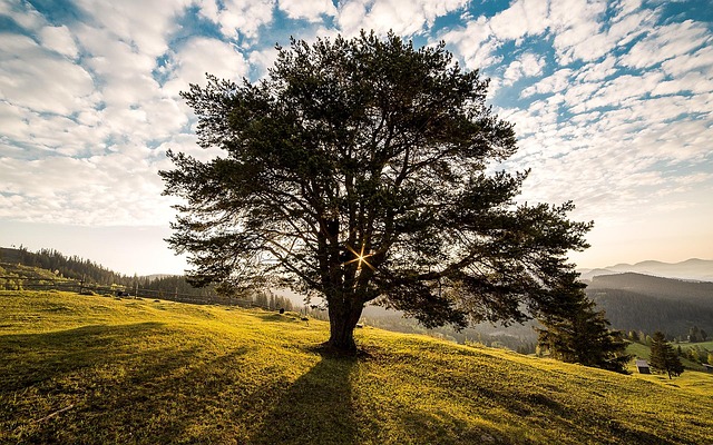 tree-service-640x480-97510627.jpeg