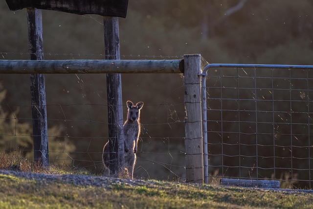 fence-company-640x480-29906832.jpeg