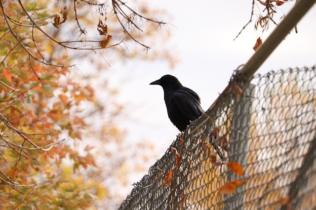 fence-company-640x480-92130210.jpeg