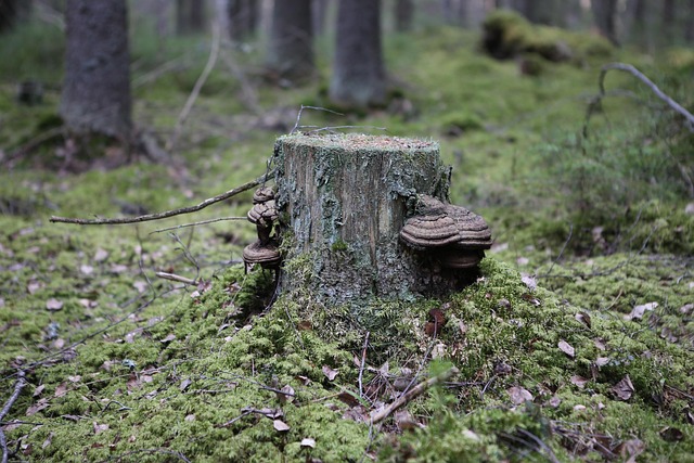 stump grinding
