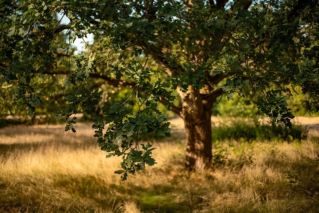 tree-service-640x480-21319126.jpeg