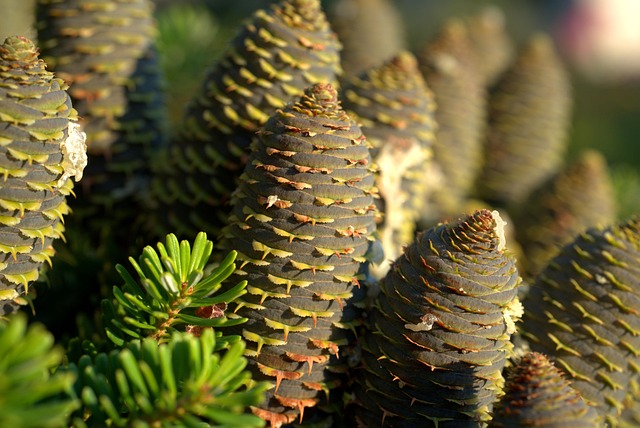 tree-service-640x480-85794032.jpeg