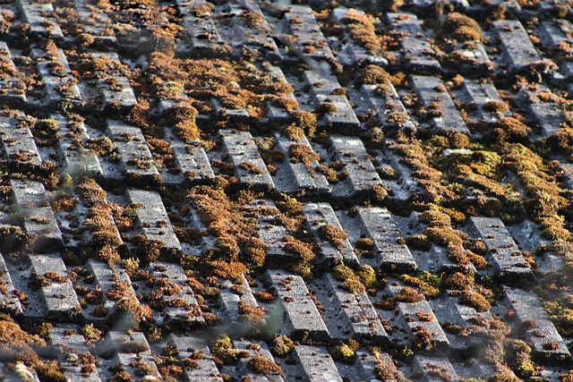 leaking-roof-640x480-98341626.jpeg
