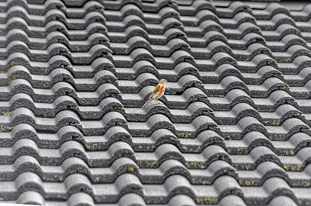 roofing-640x480-57521712.jpeg