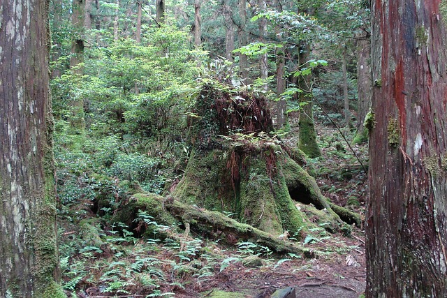 stump-grinding-640x480-86833710.jpeg