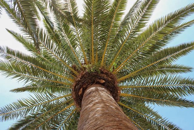 tree-removal-640x480-16358864.jpeg