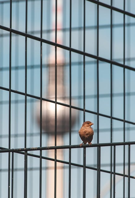fence-company-640x480-44477997.jpeg