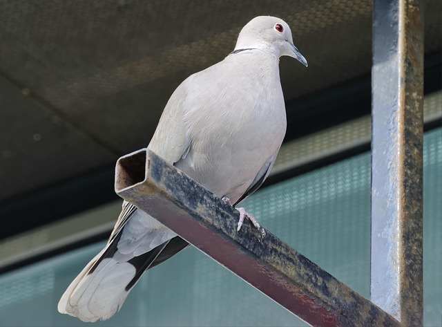 Metal roof installation