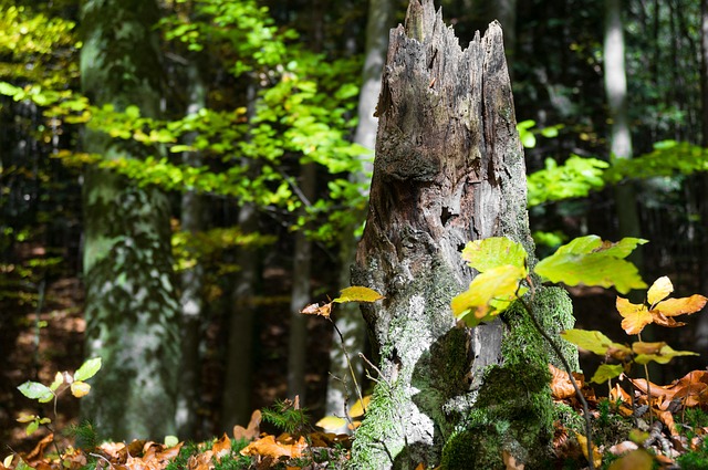 stump-grinding-640x480-2830674.jpeg