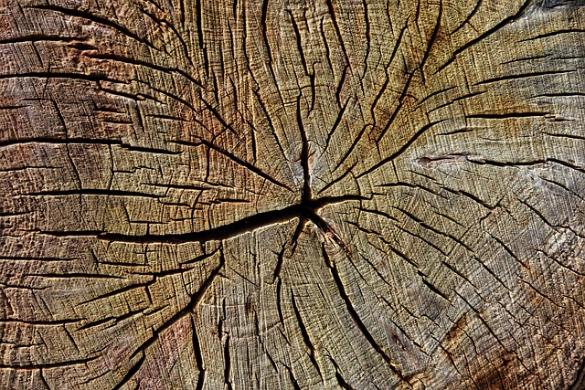 stump grinding