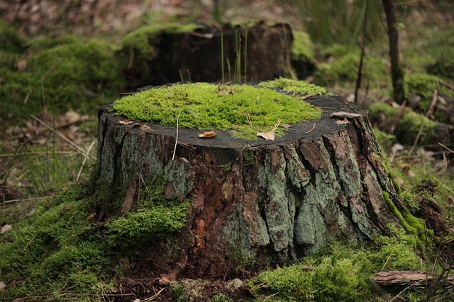 stump-grinding-640x480-77748348.jpeg