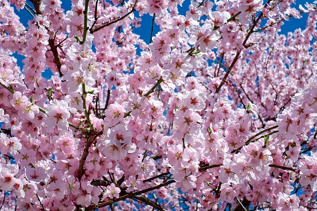tree-trimming-640x480-41647185.jpeg