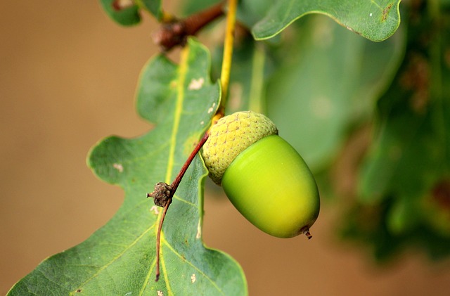 tree-trimming-640x480-65724166.jpeg