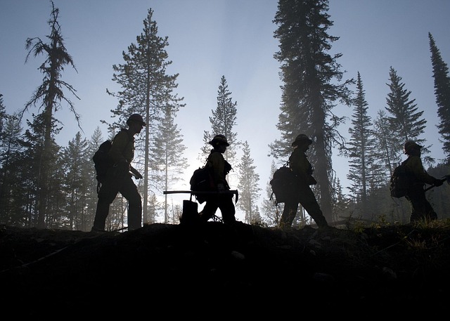 tree-service-640x480-64241319.jpeg